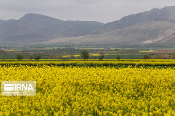 مزارع زیبای کلزا در خراسان شمالی