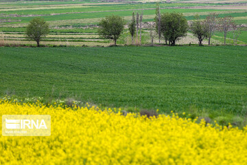 مزارع زیبای کلزا در خراسان شمالی
