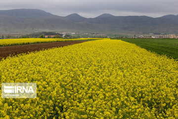 مزارع زیبای کلزا در خراسان شمالی