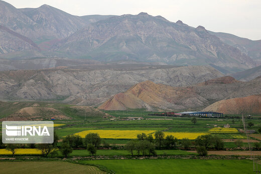 مزارع زیبای کلزا در خراسان شمالی