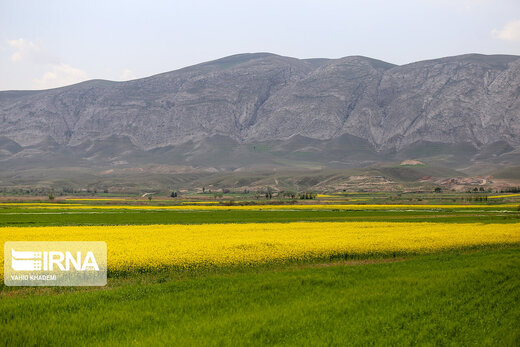 مزارع زیبای کلزا در خراسان شمالی