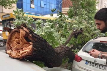 عکس | سقوط درختان روی ماشین‌ها به دلیل وزش باد شدید در تهران