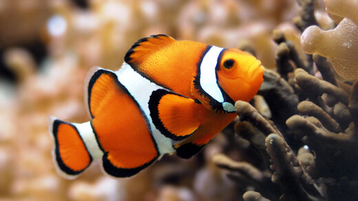 ببینید | بجنگ مثل این ماهی!