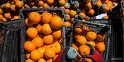 چه کسی مقصر از بین رفتن هزاران تن میوه مازاد است؟ / نقش وزارت صمت و تنظیم بازار در دپو میوه شب عید 