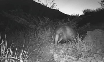 ثبت مشاهده رودک در تالاب بین‌المللی چغاخور در چهارمحال و بختیاری