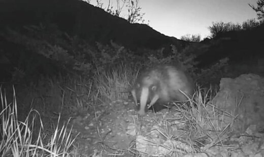 ثبت مشاهده رودک در تالاب بین‌المللی چغاخور در چهارمحال و بختیاری