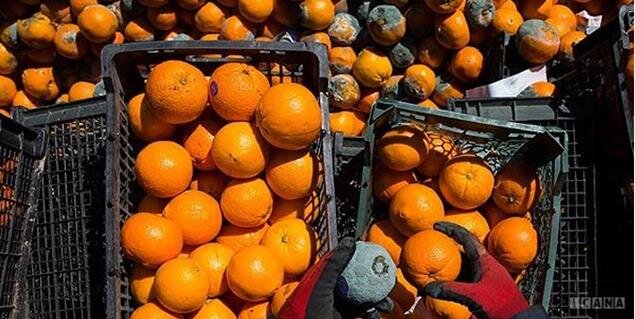 توزیع میوه تنظیم بازاری شب عید تا درب منازل ۱۵ درصد زیر قیمت بازار
