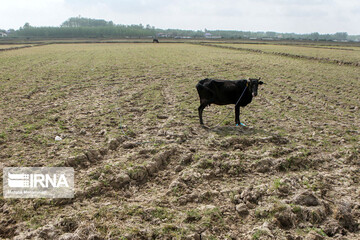 تصاویر | خشکسالی در پرباران‌ترین استان کشور