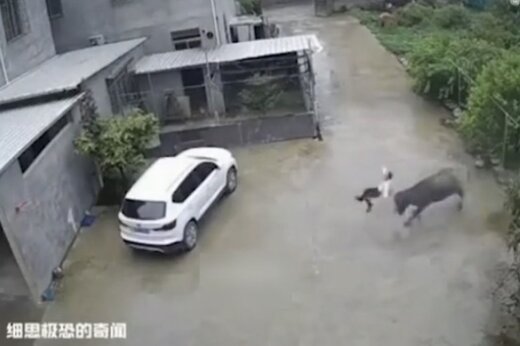 ببینید | حمله گاو وحشی به یک پسر بچه