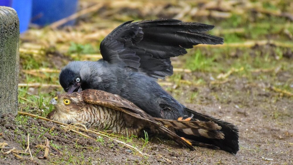 ببینید | حمله و یورش شگفتانگیز کلاغ به یک شاهین شکاری