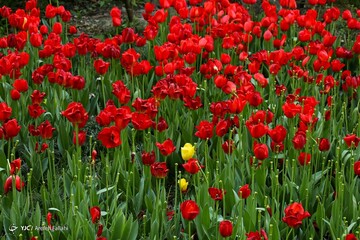 باغ ایرانی، بهشت کوچک پایتخت