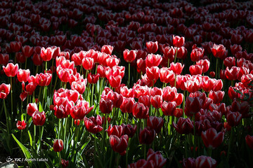 عکس | تصاویر رویایی از باغ ایرانی؛ بهشت کوچک پایتخت