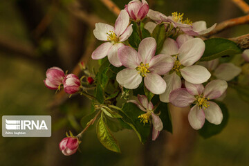 عکس | تصاویری جادویی از جلوه زیبای بهار با شکوفه‌های درختان سیب در سمیرم