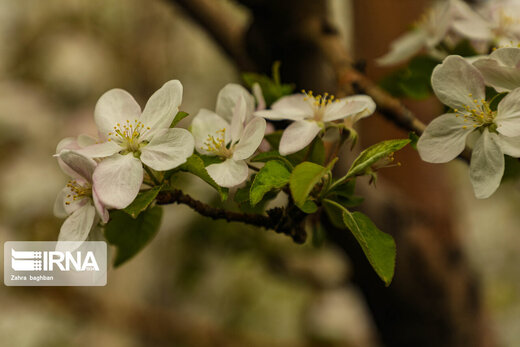 جلوه زیبای بهار با شکوفه‌های درختان سیب در سمیرم