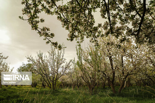 جلوه زیبای بهار با شکوفه‌های درختان سیب در سمیرم