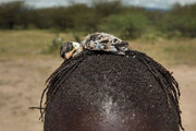 تصاویر | روش عجیب شکار پرنده در تانزانیا با سواستفاده از جوجه
