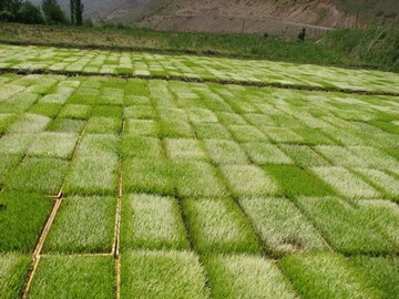 خزانه‌گیری برنج در شالیزارهای قزوین آغاز شد ‏