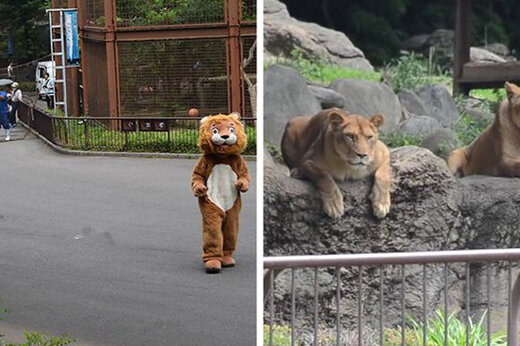 ببینید | مانوری جالب در ژاپن برای شکار حیوانات باغ وحش