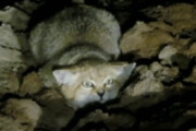ببینید | 34 ثانیه تماشایی و جذاب استتار گربه شنی در ایران
