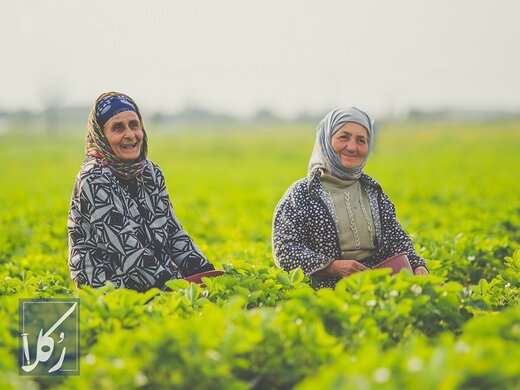 قرارداد اجاره زمین کشاورزی (نکات مهم!) را چطور بنویسیم؟