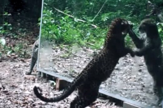 ببینید | عکس‌العمل جالب حیوانات جنگلی وقتی خود را در آینه می‌بینند