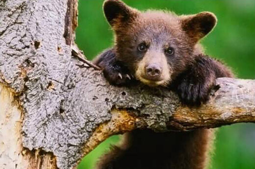 ببینید | واکنش جالب و بسیار تماشایی بچه خرس به بارش برف