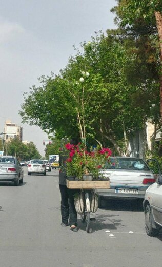کار زیبای شهرداری برای پیرمردی که سال ها حوالی خیابان شریعتی اصفهان، با دوچرخه گل می فروشد