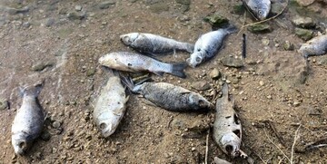 ماهی‌های «سیمره» گروهی در آب می‌میرند