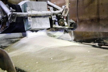 آخرین وضعیت تولید شکر در کشور