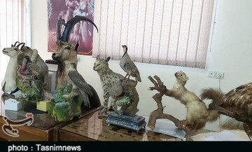 کشف ۱۲ حیوان تاکسیدرمی شده از منزل یک شکارچی غیرمجاز