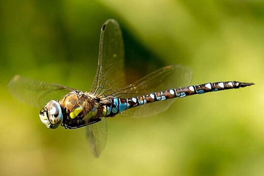 ببینید | طراحی پهپادهای نسل آینده با الهام از سنجاقک