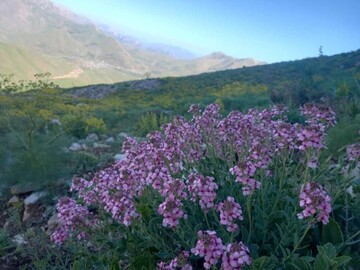 "پیرروستم" منطقه ای سرسبز برای ییلاق و قشلاق مردم هورامان تخت