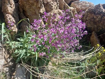 "پیرروستم" منطقه ای سرسبز برای ییلاق و قشلاق مردم هورامان تخت