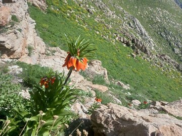 "پیرروستم" منطقه ای سرسبز برای ییلاق و قشلاق مردم هورامان تخت