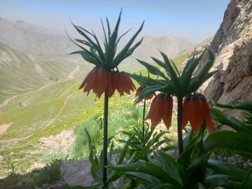 "پیرروستم" منطقه ای سرسبز برای ییلاق و قشلاق مردم هورامان تخت