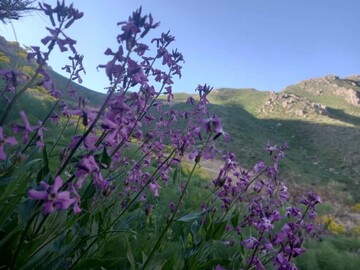 "پیرروستم" منطقه ای سرسبز برای ییلاق و قشلاق مردم هورامان تخت