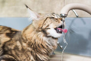 ببینید | گربه‌ای عاشق آب با ثروتی 11 میلیارد تومانی
