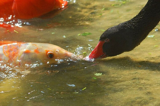 ببینید | ویدیوی حیرت‌انگیز از مادری کردن قوی سیاه برای ماهی‌ها
