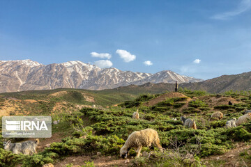کوچ عشایر بختیاری به استان چهارمحال‌وبختیاری
