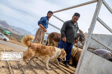 کوچ عشایر بختیاری به استان چهارمحال‌وبختیاری