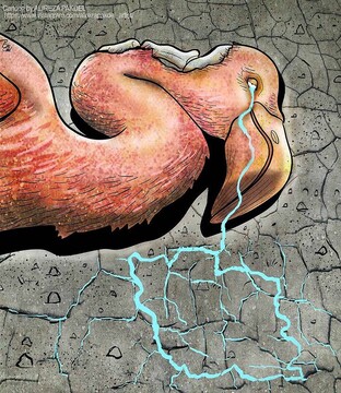 ببینید اشک فلامینگوها درآمده است...