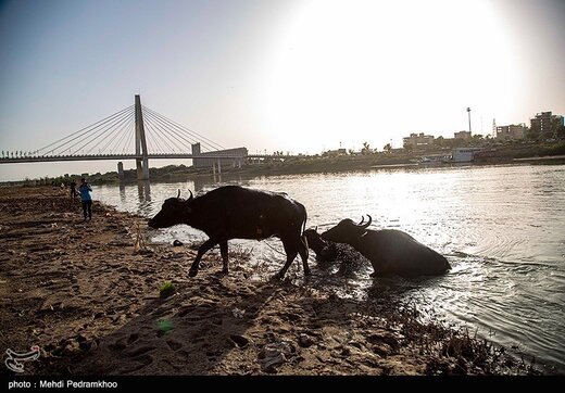 حال ناخوش کارون