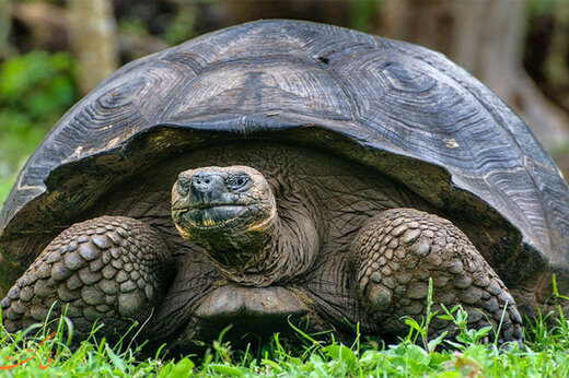 ببینید | کمک یک بوفالو به لاک‌پشت