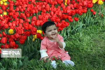 مزرعه گل‌های لاله در روستای اسپره‌خون تبریز