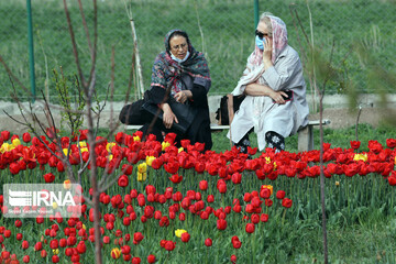 مزرعه گل‌های لاله در روستای اسپره‌خون تبریز