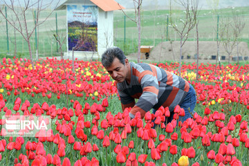 مزرعه گل‌های لاله در روستای اسپره‌خون تبریز