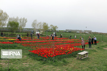 مزرعه گل‌های لاله در روستای اسپره‌خون تبریز
