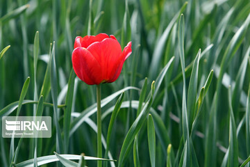 تصاویر | لحظاتی دیدنی و تماشایی مزرعه گل لاله