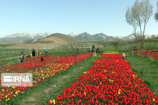 مزرعه گل‌های لاله در روستای اسپره‌خون تبریز