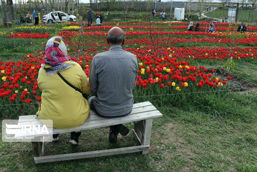 مزرعه گل‌های لاله در روستای اسپره‌خون تبریز
